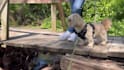 create dog product videos for amazon and pet brands