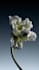 make 3d flower animation flower model plant model rendering 3d plant animation