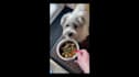 create dog ugc videos for your dog products or services