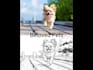 turn your photo into a custom coloring page
