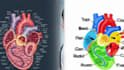 create 3d medical animation and healthcare explainer video