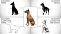 create a custom dog silhouette logo and vector illustration