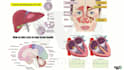 create accurate medical and scientific illustrations