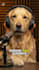 create a funny realistic ai talking dog video for your pet