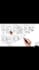 create whiteboard animation 24h service