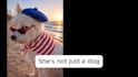 create unique and engaging dog focused ugc content
