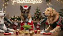 create ai funny pet video, ai dog talk, lipsync storytelling