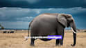 create cinematic ai wildlife documentary videos
