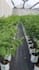design irrigation and fertigation systems for grow bags