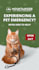 create canva templates for you
