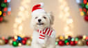 create ai talking animal videos for any occasion