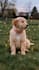 create an emotional pet memorial video plus gift