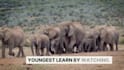 narrate your nature and wildlife documentaries
