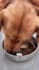create engaging pet ugc videos for products services and apps