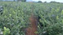 help you increase your crop and produce yield