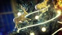 make personalized christmas animation videos