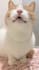 create high converting cat ugc video ads for your pet brand