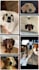 convert your dog cat pet into custom embroidery digitizing file