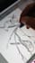 do birds sketch with unique realistic sketching style