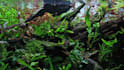 design a professional planted aquarium aquascape