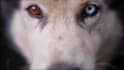 create a a cinematic pet memorial video