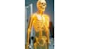 create dr data style ai skeleton animation long and short