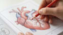create a custom human anatomy coloring book