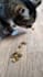 creating content with cats
