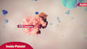 create 3d pharmaceutical mechanism of action moa animation