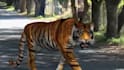 do realistic 3d animal model,  3d fur xgen zbrush model, creatures, maya model