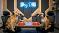 create realistic ai talking pet video ads for your brand