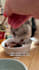 create authentic pet ugc content for cat and pet brands