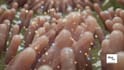 create 3d medical animation, anatomy animation, human digestive system