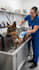 create viral ai animal rescue videos and emotional animal stories