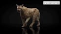 create realistic 3d animal animation, cinematic cgi and vfx