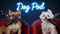 create funny ai talking animal, ai avatar talking, lip sync, dog talk video