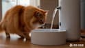 create ai product video for pet brand