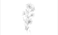 draw fineline botanical delicate flowers