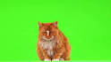 remove backgrounds using frame by frame rotoscoping
