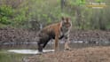 provide professional wildlife and nature photography