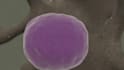 do drug moa animation, pathophysiology animation, cellular mechanism animation