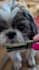 create pet ugc with my dogs for your pet brand