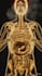 create dr data style ai skeleton animation short video