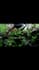 design a professional planted aquarium aquascape