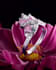 do 3d flower animation 3d jewelry animation 3d plant animation and rendering