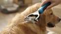 create a commercial ai videos for your pet products store