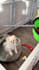 create high converting pet ugc video ads for dog and cat brands