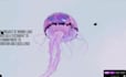 3d animated website gsap webgl spline wix wordpress react nextjs threejs webflow