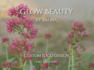 design a custom beauty logo with natural elements