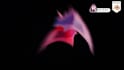 create an animated 3d character for ar VR apps and videos